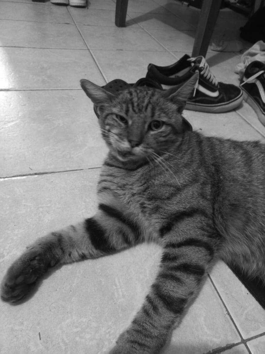 foto de Mocho